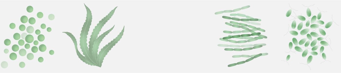 Алгадетокс